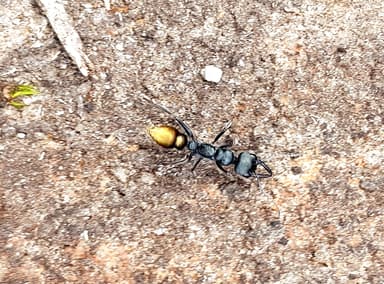 Myrmecia piliventris photo 10