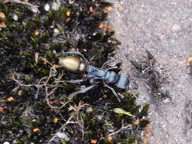 Myrmecia piliventris photo 11