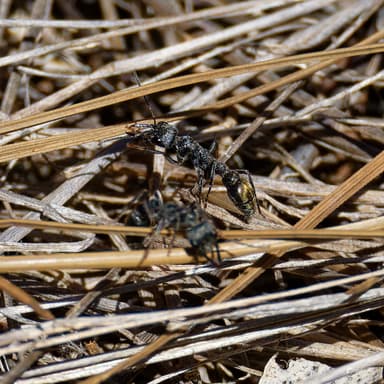 Myrmecia piliventris photo 12