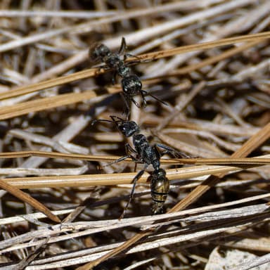 Myrmecia piliventris photo 14