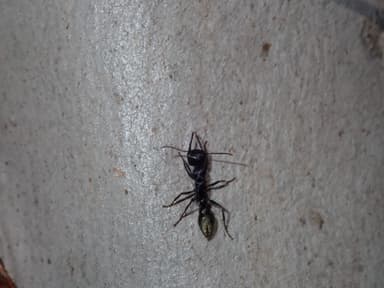 Myrmecia piliventris photo 17