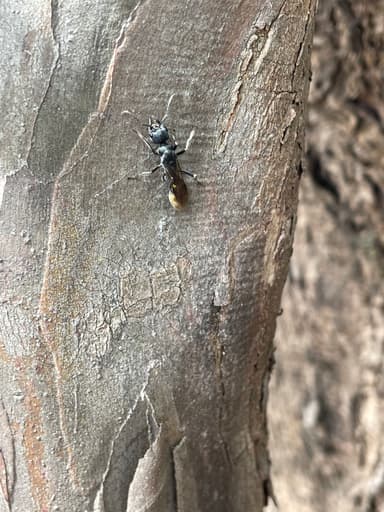 Myrmecia piliventris photo 40