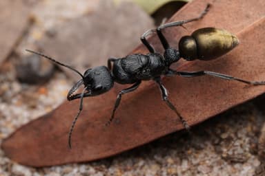 Myrmecia piliventris photo 79
