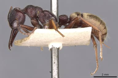 Myrmecia piliventris photo 1