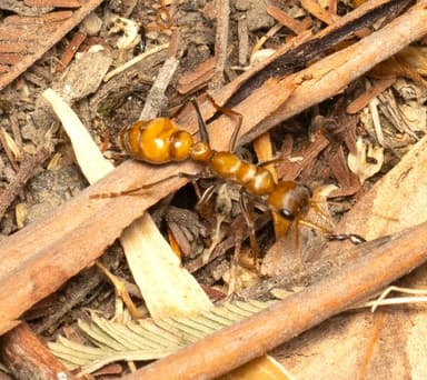 Myrmecia pilosula photo 4