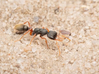 Myrmecia pilosula photo 6