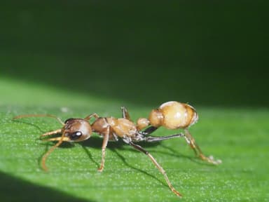 Myrmecia pilosula photo 13