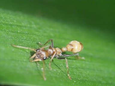 Myrmecia pilosula photo 17