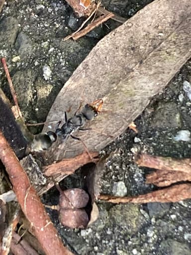 Myrmecia pilosula photo 19