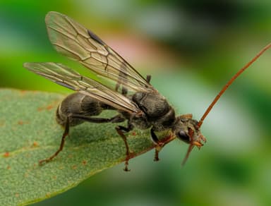 Myrmecia pilosula photo 22