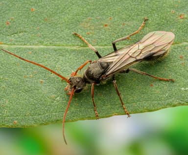 Myrmecia pilosula photo 23