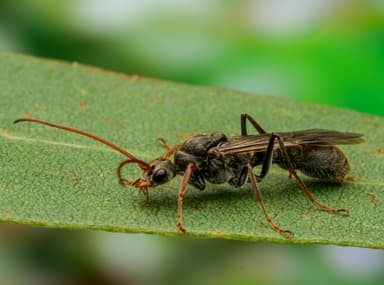 Myrmecia pilosula photo 24