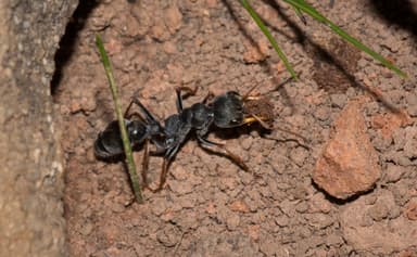 Myrmecia pilosula photo 25