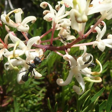 Myrmecia pilosula photo 26