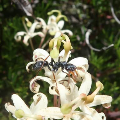 Myrmecia pilosula photo 27