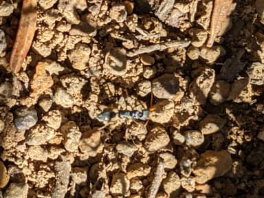 Myrmecia pilosula photo 31