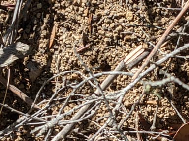 Myrmecia pilosula photo 32