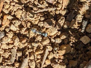 Myrmecia pilosula photo 33