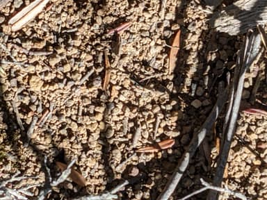 Myrmecia pilosula photo 34