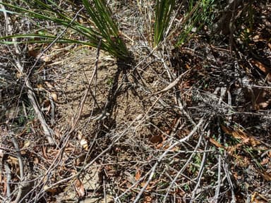 Myrmecia pilosula photo 36