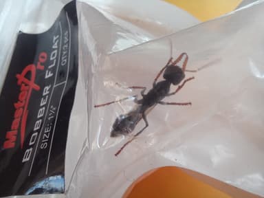 Myrmecia pilosula photo 37