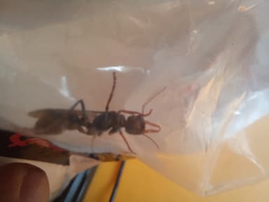Myrmecia pilosula photo 38