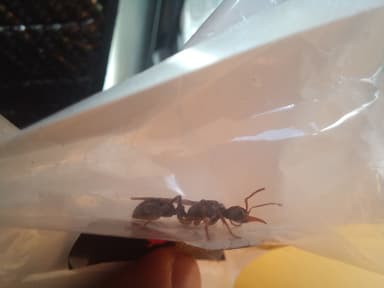 Myrmecia pilosula photo 39