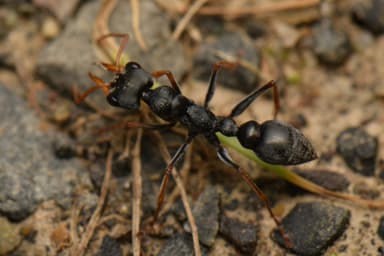 Myrmecia pilosula — colony photo 40