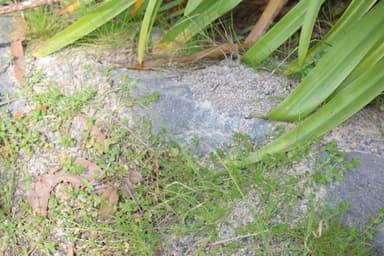 Myrmecia pilosula — colony photo 43