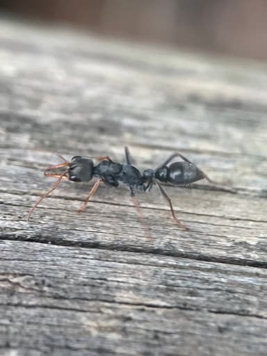 Myrmecia pilosula photo 44