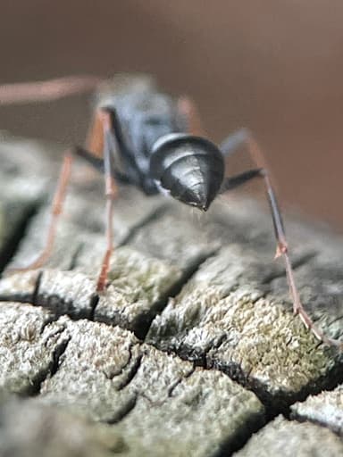 Myrmecia pilosula photo 45