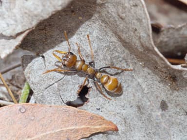 Myrmecia pilosula photo 46