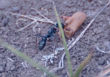 Myrmecia pilosula photo 47