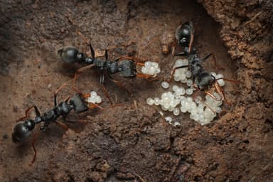 Myrmecia pilosula photo 48