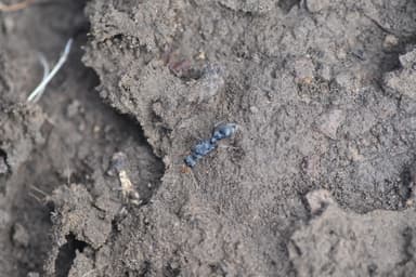 Myrmecia pilosula photo 49