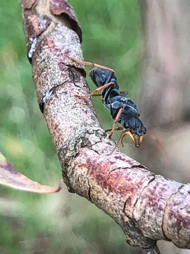 Myrmecia pilosula photo 50