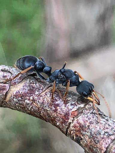 Myrmecia pilosula photo 51
