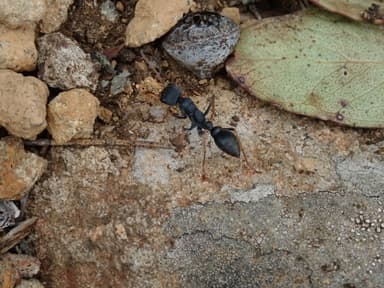Myrmecia pilosula photo 52