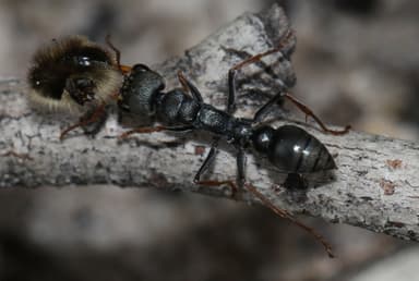 Myrmecia pilosula photo 55