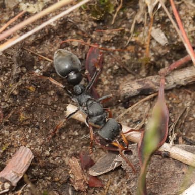 Myrmecia pilosula photo 56