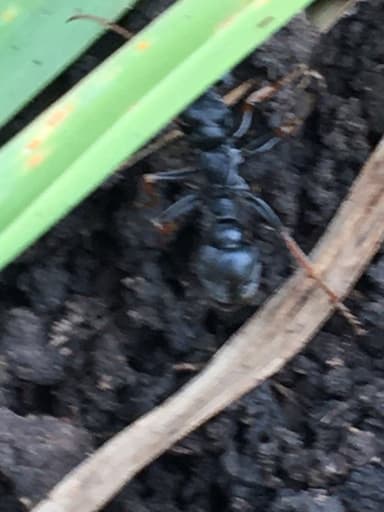 Myrmecia pilosula photo 64