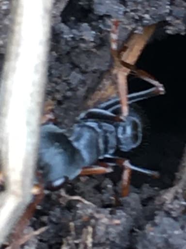 Myrmecia pilosula photo 67