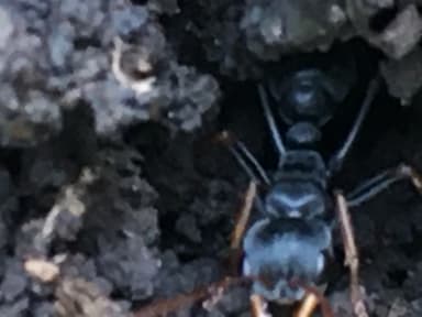 Myrmecia pilosula photo 70