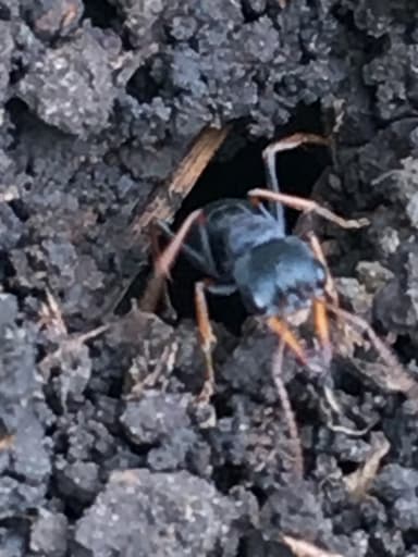 Myrmecia pilosula photo 76