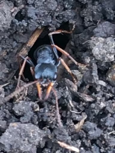 Myrmecia pilosula photo 78