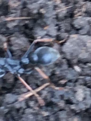 Myrmecia pilosula photo 80
