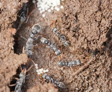 Myrmecia pilosula photo 82