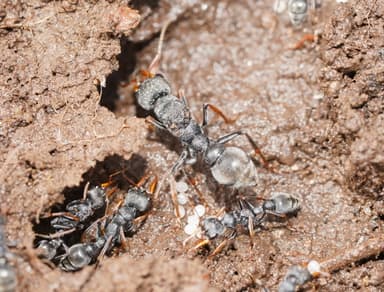 Myrmecia pilosula photo 83