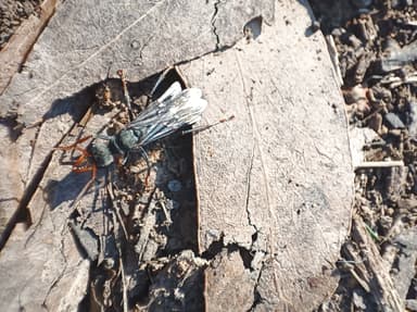 Myrmecia pilosula photo 85