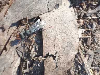 Myrmecia pilosula photo 86